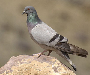 Тагтаа (Хадны тагтаа)